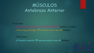 Tercer plano
6.Flexor profundo de los dedos (PERFORANTE)  Mediano y Cubital
7.Flexor largo del pulgar  Interóseo anterio ramo del Mediano
Cuarto plano
8. Pronador cuadrado  Interóseo anterior ramo del Mediano
MÚSCULOS
Antebrazo Anterior
 