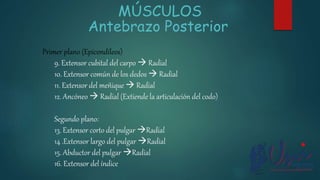 MÚSCULOS
Antebrazo Posterior
Primer plano (Epicondíleos)
9. Extensor cubital del carpo  Radial
10. Extensor común de los dedos  Radial
11. Extensor del meñique  Radial
12. Ancóneo  Radial (Extiende la articulación del codo)
Segundo plano:
13. Extensor corto del pulgar Radial
14 .Extensor largo del pulgar Radial
15. Abductor del pulgar Radial
16. Extensor del índice
 