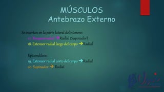 Se insertan en la parte lateral del húmero:
17. Braquiorradial Radial (Supinador)
18. Extensor radial largo del carpo Radial
Epicondíleos:
19. Extensor radial corto del carpo Radial
20. Supinador  Radial
MÚSCULOS
Antebrazo Externo
 