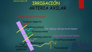IRRIGACIÓN
ARTERIA AXILAR
Arriba del pectoral menor
Por debajo del pectoral menor
Abajo del pectoral menor
Torácica Superior
Torácica Lateral
Toracoacromial
Circunfleja anterior
Circunfleja
posterior
Subescapular
Circunfleja escapular
Toracodorsal
Desirée Suárez N2
 