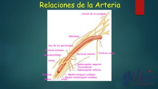 Relaciones de la Arteria
AXILAR
Torácico largo
Subclavio
Dorsal de la escápula
Pectoral interno
Pectoral externo
Asa de los pectorales
Subescapular superior
Toracodorsal
Subescapular inferior
Medial braquial cutámeo
Medial antebraquial cutámeo
Axilar
Musculocutáneo
Mediano
Radial Ulnar
 