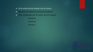  Es la unión de los brazos con el tronco
 Recubre la mitad de la cintura escapular
 Esta compuesto por la unión de tres huesos
Escapula
Clavícula
Humero
 