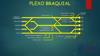 PLEXO BRAQUIAL
 