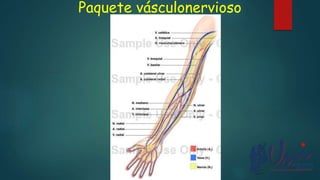 Paquete vásculonervioso
 