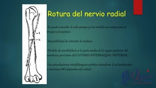 Rotura del nervio radial
-Se puede extender el codo porque ya ha emitido sus ramas para el
tríceps y el ancóneo.
-Imposibilidad de extender la muñeca
-Pérdida de sensibilidad en la parte media de la región posterior del
antebrazo por lesión del CUTÁNEO ANTEBRAQUIAL PSOTERIOR
-Las articulaciones interfalángicas podrán extenderse. (Los lumbricales
e interóseos NO dependen del radial)
 