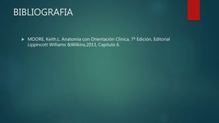 BIBLIOGRAFIA
 MOORE, Keith.L. Anatomía con Orientación Clínica, 7ª Edición, Editorial
Lippincott Williams &Wilkins,2013, Capitulo 6.
 