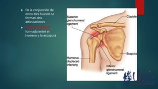  En la conjunción de
estos tres huesos se
forman dos
articulaciones
 GLENOHUMERAL:
formada entre el
humero y la escapula
 