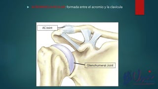  ACROMIOCLAVICULAR: formada entre el acromio y la clavícula
 