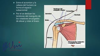  Entre el acromion y la
cabeza del humero se
forma el espacio
subacromial
 Por el se deslizan los
tendones del manguito de
los rotadores encargados
de elevar y rotar el brazo
 