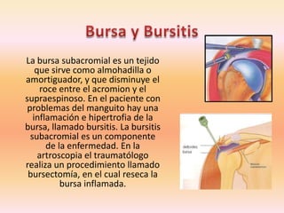 Abducción horizontal del hombroAmplitud de movimiento:Cuando la posición inicial es una flexión de 90 ° hacia el frente:de 0° a  90° (amplitud ,90°)Cuando la posición inicial es una aducción horizontal completa del brazo: de 40° a 90°(amplitud 130°)Músculos:Deltoides posterior