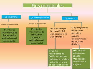 Ejes principalesEje transversalEje anteroposteriorEje vertical Incluido  en el plano sagitalIncluido  en el plano frontal El eje longitudinal del humero permite la rotacion externa/interna  de 2 formas distintas:Determinado por la inserción del plano sagital y del plano frontal :Permite los movimientos de abducción y aducción , realizados en el plano frontal Permite los movimientos de flexoextension  realizados en el plano sagitalLa rotacion voluntario o adjunta