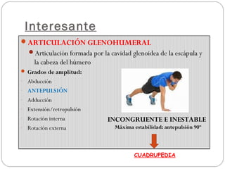 Interesante
ARTICULACIÓN GLENOHUMERAL
Articulación formada por la cavidad glenoidea de la escápula y
la cabeza del húmero
 Grados de amplitud:
- Abducción
- ANTEPULSIÓN
- Adducción
- Extensión/retropulsión
- Rotación interna
- Rotación externa
INCONGRUENTE E INESTABLE
Máxima estabilidad: antepulsión 90º
CUADRUPEDIA
 