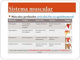 Sistema muscular
Sistema muscular
Músculos profundos articulación escapulohumeral
Músculo Origen Inserción Acción Imagen
Subescapular Cara profunda
anterior del
omoplato
Troquín del húmero Rotador interno del
brazo
Supraespinoso Fosa supraespinosa
del omóplato
Polo superior del
troquíter
abducción
Infraespinoso Fosa interespinosa Troquíter detrás del
supraespinoso
Rotador externo
Abductor
Redondo menor Fosa infraespinosa Troquíter detrás del
infraespinoso
Rotador externo del
húmero
Estos cuatro músculos forman el MANGUITO DE LOS ROTADORES que aportan ESTABILIDAD al
hombro
 