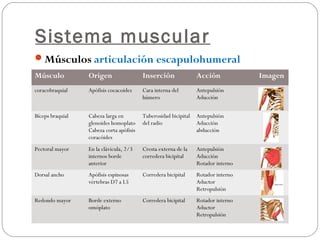 Sistema muscular
Músculos articulación escapulohumeral
Músculo Origen Inserción Acción Imagen
coracobraquial Apófisis cocacoides Cara interna del
húmero
Antepulsión
Aducción
Bíceps braquial Cabeza larga en
glenoides homoplato
Cabeza corta apófisis
coracóides
Tuberosidad bicipital
del radio
Antepulsión
Aducción
abducción
Pectoral mayor En la clávicula, 2/3
internos borde
anterior
Cresta externa de la
corredera bicipital
Antepulsión
Aducción
Rotador interno
Dorsal ancho Apófisis espinosas
vértebras D7 a L5
Corredera bicipital Rotador interno
Aductor
Retropulsión
Redondo mayor Borde externo
omóplato
Corredera bicipital Rotador interno
Aductor
Retropulsión
 