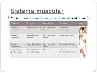 Sistema muscular
Músculos articulación escapulohumeral continuación
Músculo Origen Inserción Acción Imagen
Deltoides
( haz anterior)
Tercio externo de la
clavícula
Cara externa del
húmero
Antepulsión
Rotación interna
Deltoides
( haz medio)
Borde externo del
acromion
Cara externa del
húmero
Abducción del brazo
Deltoides
( haz posterior)
Espina del omóplato Cara externa del
húmero
Retropulsión del brazo
Tríceps braquial
(porción larga)
Parte inferior de la
glena del omóplato
Oleocranón Aducción
Retropulsión del brazo
 
