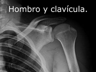 Hombro y clavícula.
 