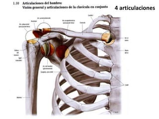 4 articulaciones
 