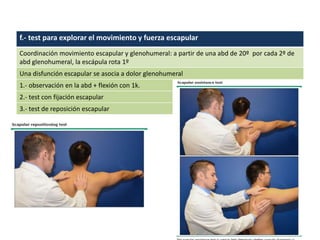 f.- test para explorar el movimiento y fuerza escapular
Coordinación movimiento escapular y glenohumeral: a partir de una abd de 20º por cada 2º de
abd glenohumeral, la escápula rota 1º
Una disfunción escapular se asocia a dolor glenohumeral
1.- observación en la abd + flexión con 1k.
2.- test con fijación escapular
3.- test de reposición escapular
 
