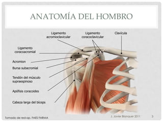 ANATOMÍA DEL HOMBRO
                                 Ligamento          Ligamento           Clavícula
                              acromioclavicular   coracoclavicular


        Ligamento
      coracoacromial


    Acromion

    Bursa subacromial


    Tendón del músculo
    supraespinoso


    Apófisis coracoides


    Cabeza larga del bíceps



                                                                     J. Javier Blanquer 2011   3
Tomado de red-ap. FAES FARMA
 