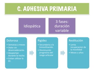 Dolorosa	
  
• Semanas	
  a	
  meses	
  
• Dolor	
  sin	
  
desencadenante.	
  	
  
• Despiertan	
  
durante	
  la	
  noche.	
  
• Evitan	
  uHlizar	
  la	
  
EE.	
  
Rigidez	
  
• Secundaria	
  a	
  la	
  
inmovilización.	
  
• Disminución	
  
progresiva	
  del	
  
rango	
  arHcular	
  
ResHtución	
  
• Lenta	
  
recuperacion	
  de	
  
la	
  movilidad	
  
• Meses	
  a	
  años	
  
C. ADHESIVA PRIMARIA	
  
IdiopáHca	
  
3	
  fases:	
  
duración	
  
variable	
  
 