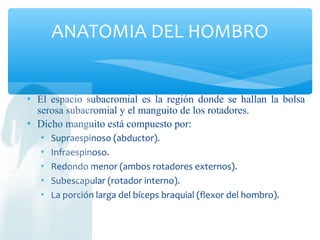  El espacio subacromial es la región donde se hallan la bolsa
serosa subacromial y el manguito de los rotadores.
 Dicho manguito está compuesto por:
 Supraespinoso (abductor).
 Infraespinoso.
 Redondo menor (ambos rotadores externos).
 Subescapular (rotador interno).
 La porción larga del bíceps braquial (flexor del hombro).
ANATOMIA DEL HOMBRO
 