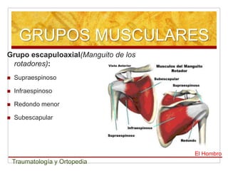 GRUPOS MUSCULARES
Grupo escapuloaxial(Manguito de los
 rotadores):
   Supraespinoso

   Infraespinoso

   Redondo menor

   Subescapular




                                      El Hombro
    Traumatología y Ortopedia
 