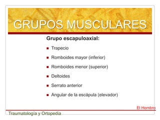 GRUPOS MUSCULARES
                  Grupo escapuloaxial:
                     Trapecio

                     Romboides mayor (inferior)

                     Romboides menor (superior)

                     Deltoides

                     Serrato anterior

                     Angular de la escápula (elevador)

                                                          El Hombro
Traumatología y Ortopedia
 