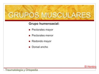 GRUPOS MUSCULARES
                  Grupo humeroaxial:
                     Pectorales mayor

                     Pectorales menor

                     Redondo mayor

                     Dorsal ancho




                                         El Hombro
Traumatología y Ortopedia
 