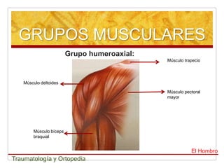 GRUPOS MUSCULARES
                        Grupo humeroaxial:
                                             Músculo trapecio




   Músculo deltoides

                                             Músculo pectoral
                                             mayor




       Músculo bíceps
       braquial


                                                        El Hombro
Traumatología y Ortopedia
 