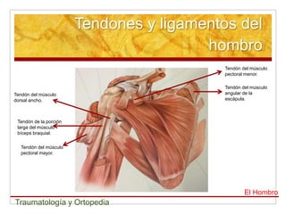 Tendones y ligamentos del
                                         hombro
                                            Tendón del músculo
                                            pectoral menor.

                                            Tendón del músculo
Tendón del músculo                          angular de la
dorsal ancho.                               escápula.



 Tendón de la porción
 larga del músculo
 bíceps braquial.

  Tendón del músculo
  pectoral mayor.




                                                    El Hombro
Traumatología y Ortopedia
 
