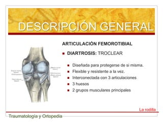 DESCRIPCIÓN GENERAL
                        ARTICULACIÓN FEMOROTIBIAL

                           DIARTROSIS: TROCLEAR

                               Diseñada para protegerse de si misma.
                               Flexible y resistente a la vez.
                               Interconectada con 3 articulaciones
                               3 huesos
                               2 grupos musculares principales



                                                                      La rodilla
Traumatología y Ortopedia
 