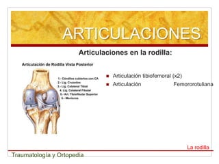 ARTICULACIONES
                       Articulaciones en la rodilla:


                                  Articulación tibiofemoral (x2)
                                  Articulación              Femororotuliana




                                                                    La rodilla
Traumatología y Ortopedia
 