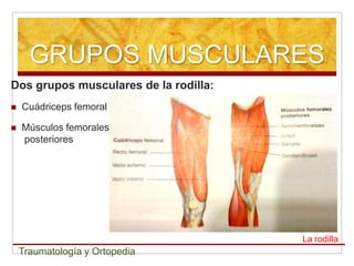 GRUPOS MUSCULARES
Dos grupos musculares de la rodilla:
   Cuádriceps femoral

   Músculos femorales
    posteriores




                                       La rodilla
    Traumatología y Ortopedia
 