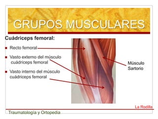 GRUPOS MUSCULARES
Cuádriceps femoral:
   Recto femoral

   Vasto externo del músculo
    cuádriceps femoral          Músculo
                                Sartorio
   Vasto interno del músculo
    cuádriceps femoral




                                   La Rodilla
    Traumatología y Ortopedia
 
