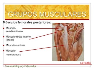 GRUPOS MUSCULARES
Músculos femorales posteriores:
   Músculo
    semitendinoso

   Músculo recto interno
    (grácil)

   Músculo sartorio

   Músculo
    membranoso


                                  La Rodilla
    Traumatología y Ortopedia
 