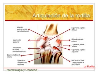 Articulación de la rodilla
              Músculo                             Ligamento poplíteo
              gastrocnemio                        oblícuo
              (gemelo interno)




        Ligamento                                 Músculo gemelo
        posterior                                 externo
                                                  Ligamento lateral
                                                  externo
        Tendón del
        músculo                                   Ligamento poplíteo
        semimembranoso                            arqueado
 Ligamento lateral
 interno

               Ligamento                          ARTICULACIÓN
               tibioperoneo                       TIBIOPERONEA
               posterior                          SUPERIOR
                                                                   La Rodilla
Traumatología y Ortopedia
 