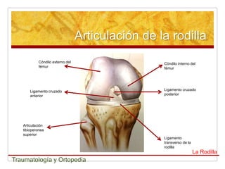 Articulación de la rodilla
            Cóndilo externo del                    Cóndilo interno del
            fémur                                  fémur




       Ligamento cruzado                           Ligamento cruzado
       anterior                                    posterior




   Articulación
   tibioperonea
   superior
                                                   Ligamento
                                                   transverso de la
                                                   rodilla
                                                                      La Rodilla
Traumatología y Ortopedia
 