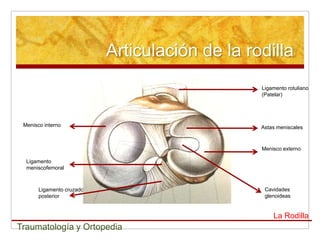 Articulación de la rodilla
                                                Ligamento rotuliano
                                                (Patelar)




 Menisco interno                                Astas meniscales



                                                Menisco externo

  Ligamento
  meniscofemoral



       Ligamento cruzado                         Cavidades
       posterior                                 glenoideas


                                                    La Rodilla
Traumatología y Ortopedia
 