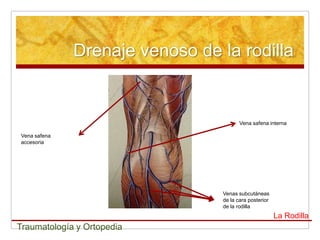 Drenaje venoso de la rodilla


                                        Vena safena interna

Vena safena
accesoria




                                 Venas subcutáneas
                                 de la cara posterior
                                 de la rodilla
                                                        La Rodilla
Traumatología y Ortopedia
 