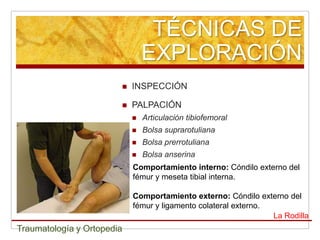 TÉCNICAS DE
                                EXPLORACIÓN
                           INSPECCIÓN

                           PALPACIÓN
                               Articulación tibiofemoral
                               Bolsa suprarotuliana
                               Bolsa prerrotuliana
                               Bolsa anserina
                            Comportamiento interno: Cóndilo externo del
                            fémur y meseta tibial interna.

                            Comportamiento externo: Cóndilo externo del
                            fémur y ligamento colateral externo.
                                                                 La Rodilla
Traumatología y Ortopedia
 