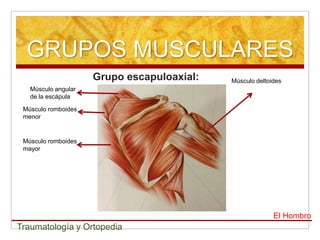 GRUPOS MUSCULARES
                     Grupo escapuloaxial:   Músculo deltoides
   Músculo angular
   de la escápula

 Mús...
