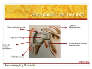 Articulación del hombro
                                                  Ligamento
       Ligamento coracohumeral.       ...