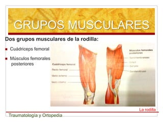 GRUPOS MUSCULARES
Dos grupos musculares de la rodilla:
   Cuádriceps femoral

   Músculos femorales
    posteriores




...