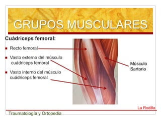 GRUPOS MUSCULARES
Cuádriceps femoral:
   Recto femoral

   Vasto externo del músculo
    cuádriceps femoral          Mús...