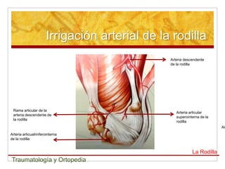 Irrigación arterial de la rodilla
                                                Arteria descendente
                    ...
