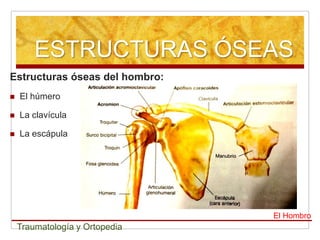 ESTRUCTURAS ÓSEAS
Estructuras óseas del hombro:
   El húmero

   La clavícula

   La escápula




                     ...