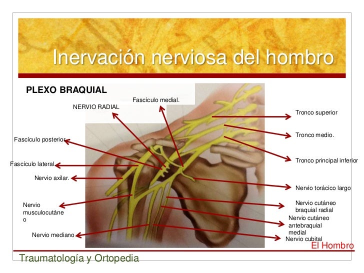 Hombro y rodilla
