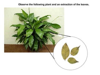 Observe the following plant and an extraction of the leaves. 