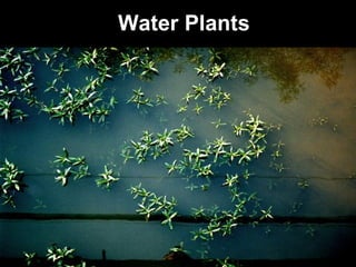 Water Plants 