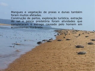 Mangues e vegetação de praias e dunas também
foram muitos afetadas.
Construção de portos, exploração turística, extração
do sal e pesca predatória foram atividades que
completaram o estrago causado pelo homem em
ecossistemas litorâneos.
 